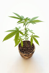 Beautiful hemp plant in pot isolated on white vertical background