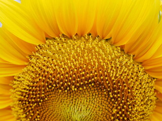 ひまわりの半分　sunflower 