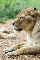 Lioness Sitting Down on Ground with Copy Space