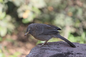 Obraz premium black capped kingfisher