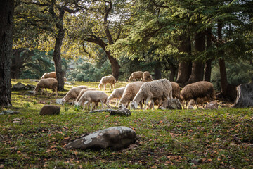 herd of sheep in the forest