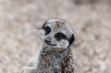 Meerkat standing alone in the wild