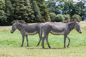 Fototapeta na wymiar Grevy’s zebras playing in a field