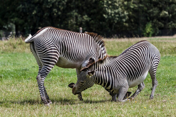 Fototapeta na wymiar Grevy’s zebras playing in a field