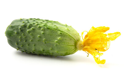 Cucumber with yellow flower on a white background
