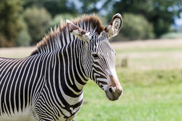 Fototapeta na wymiar Grevy’s zebra in a green field