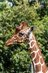Giraffe Portrait with Green Trees in the Background