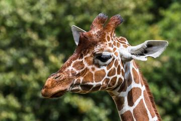 Giraffe Portrait with Green Trees in the Background