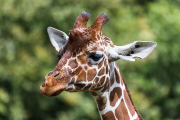 Giraffe Portrait with Green Trees in the Background