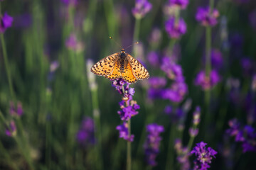 Lavender, Background of purple flowers. A beautiful orange butterfly silvered Fritillary sits on flower. Lavender is used to make cosmetics and essential oils.