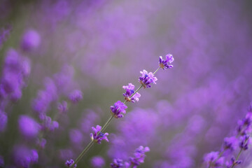 Lavender flowers, Background of purple flowers. Beautiful lavender close up on a blurry background in sunlight with a copy of the space. Lavender is used to make cosmetics and essential oils.