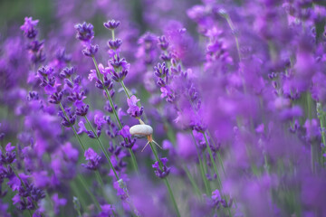 Lavender, Background of purple flowers. A white snail crawls in lavender flowers. Lavender is used to make cosmetics and essential oils.