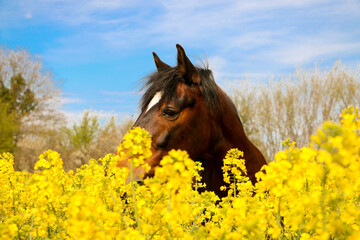 beautiful quarter horse head portrait in the rape seed field