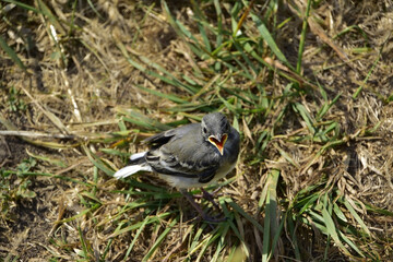 Swallow chick