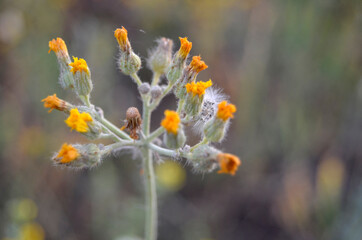 yellow flowers of the hawkweed plant, closed buds