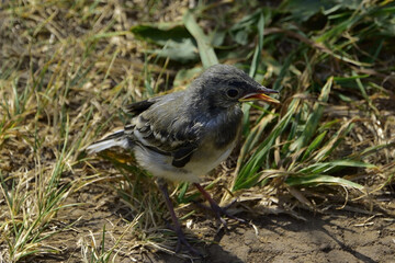 Swallow chick