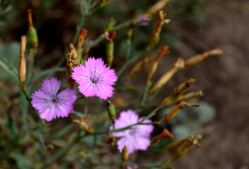pink flowers of carnation field