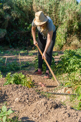 Farmer woman working in vegetables garden, harvesting fresh potatoes.