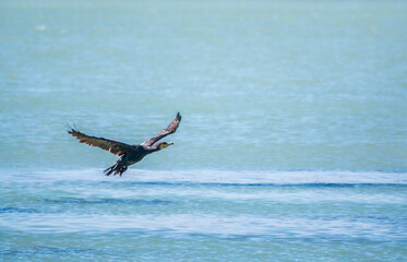 Naklejka premium Black Cormorant flying over the sea. The great cormorant, Phalacrocorax carbo
