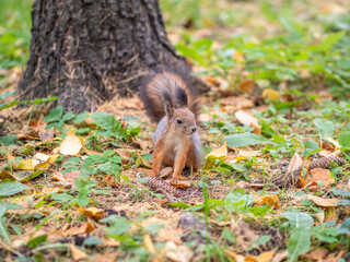 Autumn squirrel on green grass with fallen yellow leaves