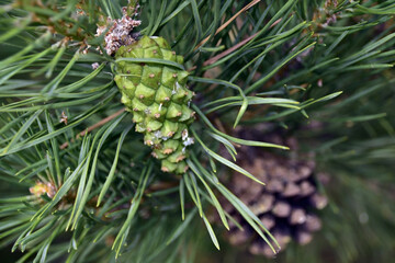 Young ripening pine cones