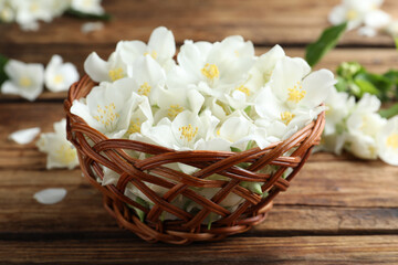 Obraz na płótnie Canvas Beautiful jasmine flowers in wicker bowl on wooden table, closeup