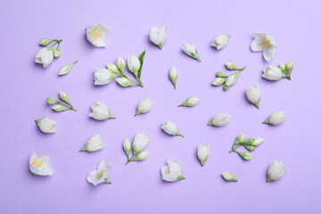 Flat lay composition with beautiful jasmine flowers on lilac background