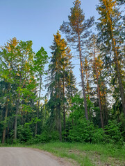 pine forest in autumn