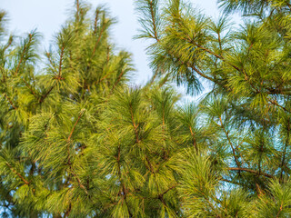 Naklejka premium Cedar branches with long fluffy needles with a beautiful blurry background.
