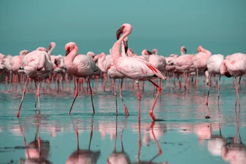 Fotobehang Wild african birds. Group birds of pink  flamingos  walking around the blue lagoon on a sunny day © Yuliia Lakeienko