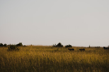 Silhouettes of sheep grazing in a meadow.