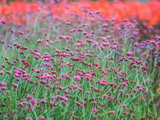 Verbena bonariensis flowers, Argentinian Vervain or Purpletop Vervain, Clustertop Vervain, Tall Verbena, Pretty Verbena, in garden