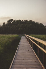 Pedestrian tourist wooden walking trail in the swamp with wooden protective barriers. Meadow with long green grass.