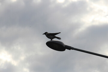 a tech-savvy crow views the surroundings from a lighting lantern