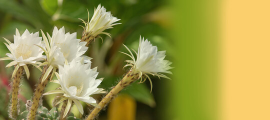 Graphics white cactus flowers in a beautiful nursery are in full bloom. Cactus flower, on nature background graphics.