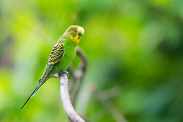 The budgerigar (Melopsittacus undulatus) is a small, long-tailed, seed-eating parrot usually...