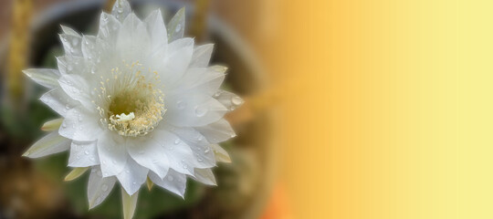 Graphics white cactus flowers in a beautiful nursery are in full bloom. Cactus flower, on nature background graphics.