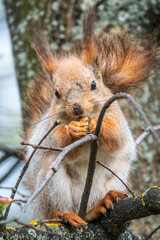 Fototapeta premium The squirrel with nut sits on a branches in the spring or summer.