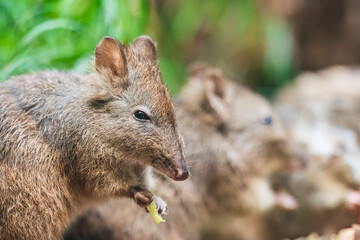Naklejka na ściany i meble The long-nosed potoroo (Potorous tridactylus) is a species of potoroo. These small marsupials are part of the rat-kangaroo family. The long-nosed potoroo contains two subspecies tridactylus and apical