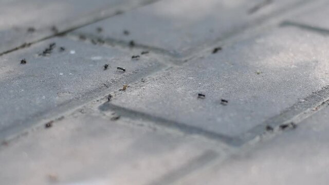 Small black ants cross the road paved with large tiles. Insects in the cracks between stones