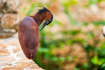 The nankeen night heron (Nycticorax caledonicus) is a heron that belongs to the genus Nycticorax and the family Ardeidae. Rufous night heron.