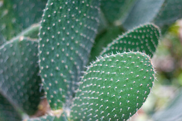 horizontal photo with cactus - 443208145