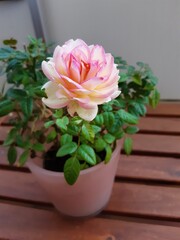 pink rose in a pot
