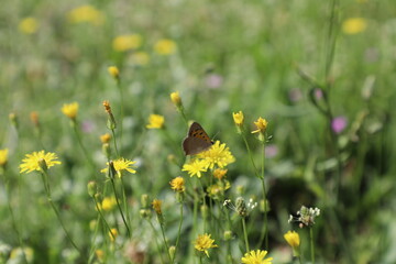 Nature background 