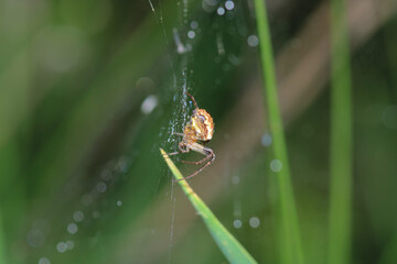 mangora acalypha spider macro photo
