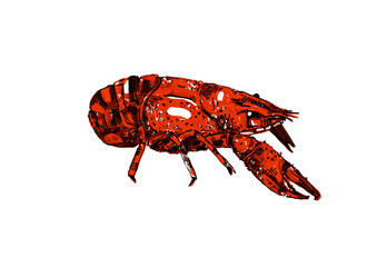 illustration of a lobster