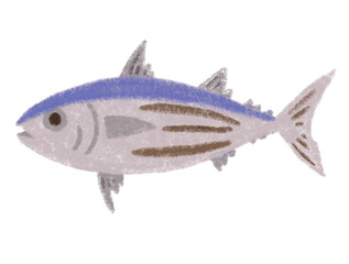 カツオのにぎり寿司　Bonito