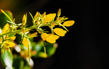 yellow flowers on black background