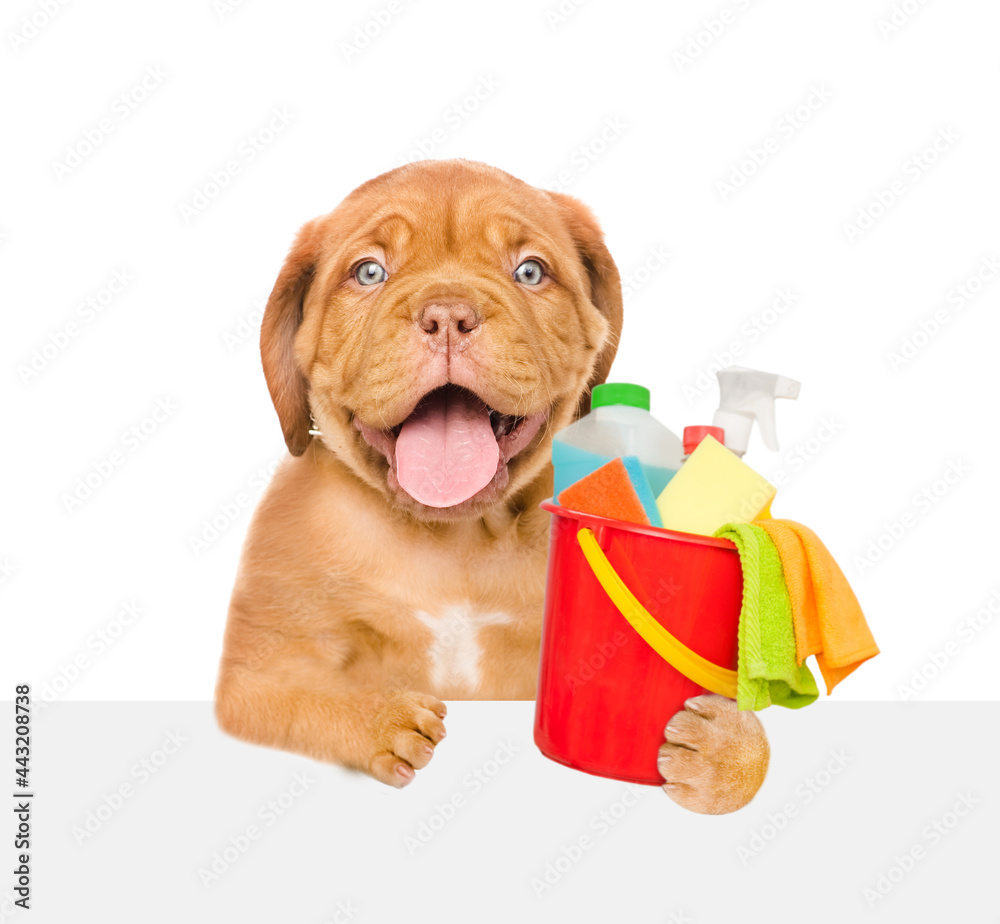 Poster cleaning concept. happy puppy holds bucket with washing fluids and rags in paws above empty white ba