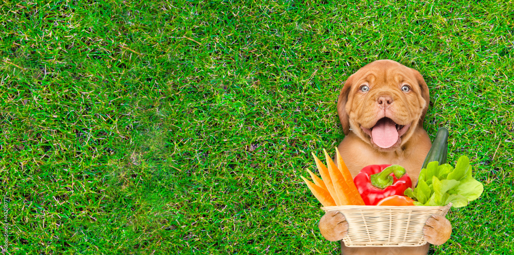 Poster happy puppy farmer holds vegetables on summer green grass. top down view. empty space for text
